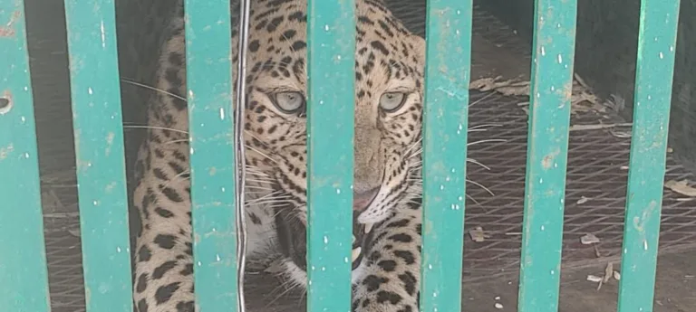 Leopard had harassed the villagers, forest workers caught it with this technique