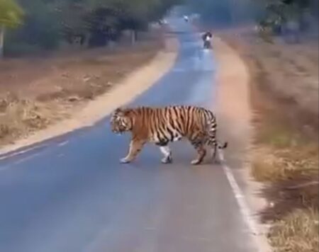 After Bhopal, now movement of tigers in Sidhi city also