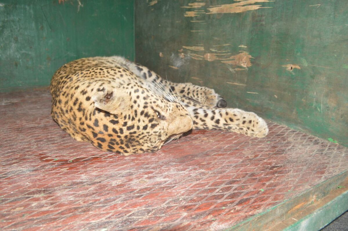 Leopard entered the school in the city, people remained in panic for hours