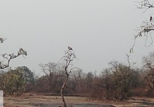 During winters, three species of vultures come from outside to Rewa