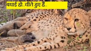 बधाई हो..चीते हुए हैं..